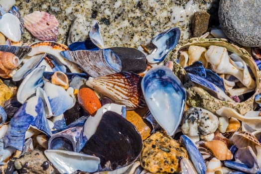 Assorted sea shells between the rocks by the ocean, viewed from above.
