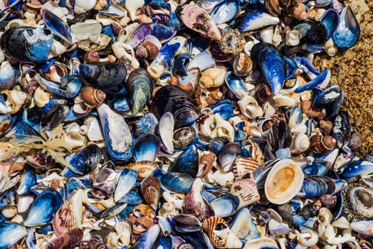 many different sea shells wahsed out on the rocks by the waves and the tides of the ocean.