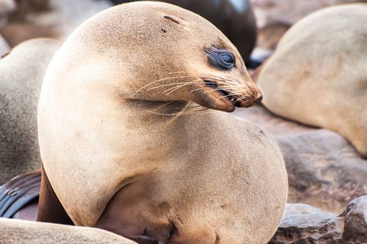 At acolony of Cape Fur Seals at Cape Cross on the Atlantic Ocean in Namibia.