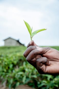 A mans hand holding fresh tea leafs in his fingers with the tea plantation and a house of the tea farm in the background and out of focus.
