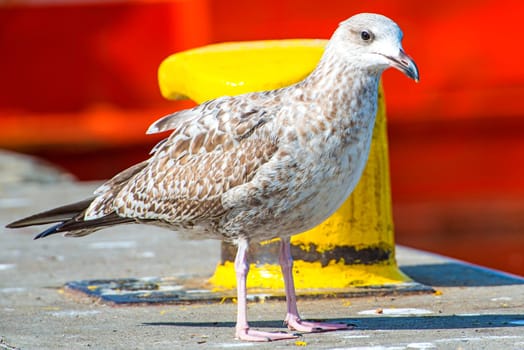 Herring Gull,Larus fuscus L. juvenil