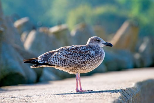 Herring Gull,Larus fuscus L. juvenil