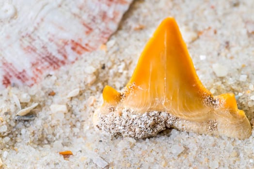 Shark Tooth