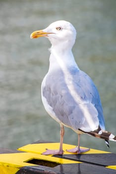 Silver Gull,Larus argentatus Pontoppidan