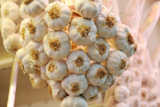 Garlic