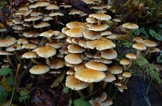 Grey-leafed sulfur heads