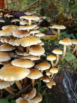 Grey-leafed sulfur heads