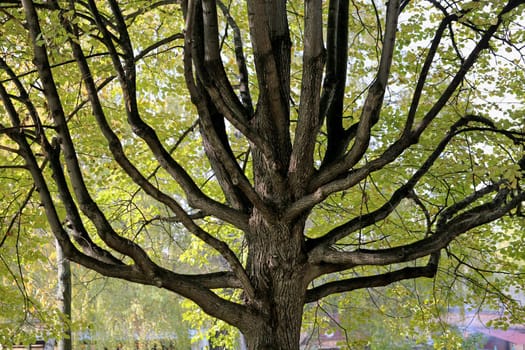beautiful tree with long branches photographed close-up