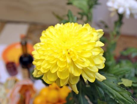 beautiful yellow chrysanthemum on the festive table