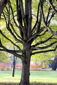 beautiful tree with long branches photographed close-up