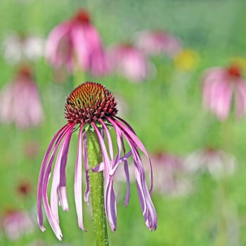 Pale hedgehog head Echinacea pallida