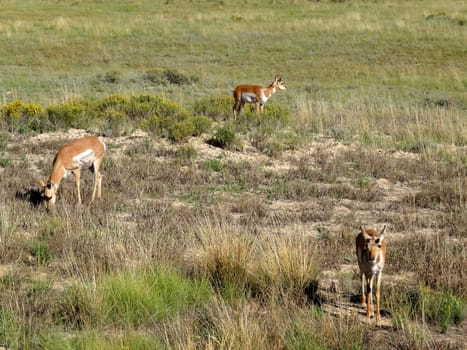 Three Mule Deers in Bryce Canyon National Park