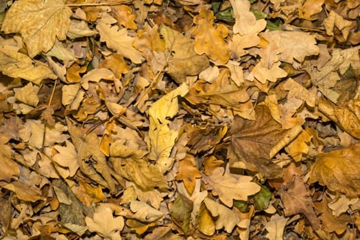 Background of yellowish fallen leaves in autumn