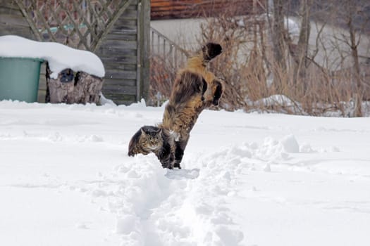 Two cats play and jump together in the snow
