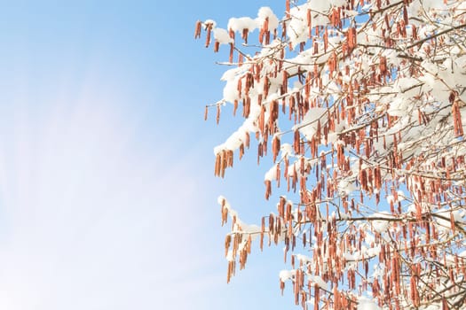 Morning sun beams and spring warming on birch branches with catkins and snow
