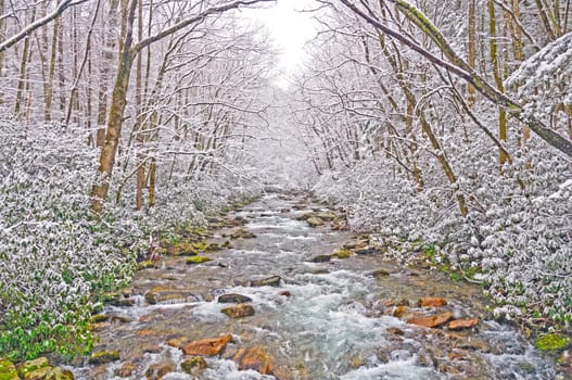 Big Creek in the Smoky Mountains During a Spring Snow Storm