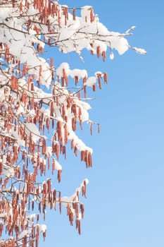 Branches of birch or alder tree with melting snow on catkins buds against clear blue spring sky