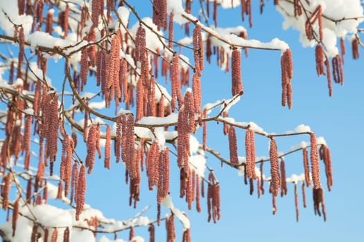 Spring snow melting on branches of alder or birch tree with catkins buds against blue clear sky