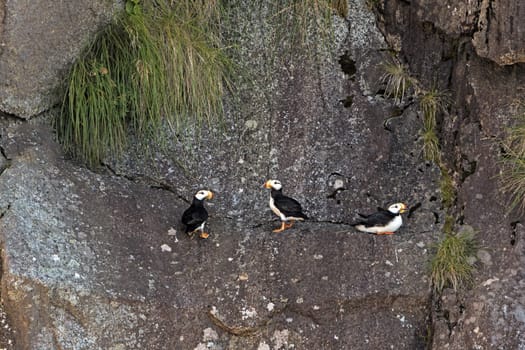 Horned Puffins on Nesting Rocks on the Chiswell Islands in Alaska