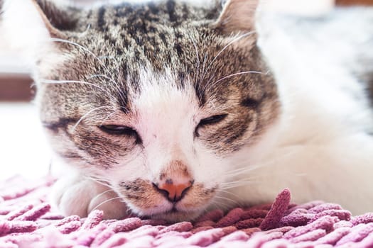 Thai cat lying down at home, stock photo stock photo