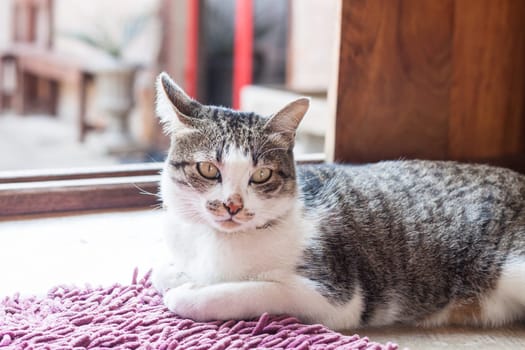 Thai cat lying down at home, stock photo