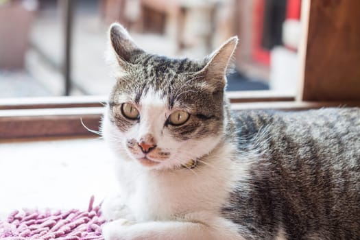 Thai cat lying down at home, stock photo