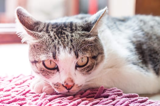 Thai cat lying down at home with vintage filter, stock photo