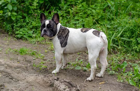Dog, French bulldog sits on a grass