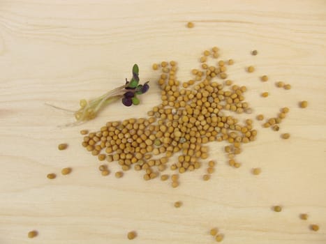 Yellow mustard seed