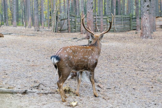 Auburn spotted the horned deer. Rear view from the side
