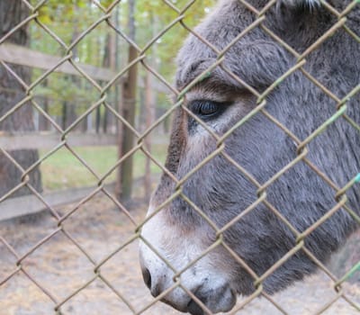 Head of donkey behind bars in a zoo.