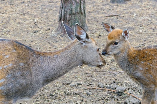 Mother deer (roe) with cub fawn. Close relations