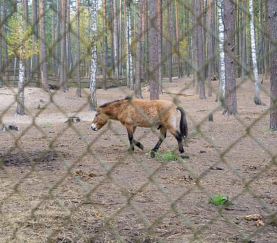Przewalski horse in the reserve.