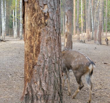 Bark roe deer nibbling on a tree in the forest