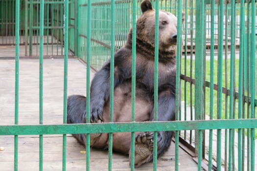 Brown bear sitting in a cage.