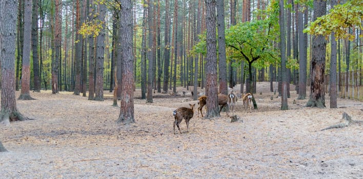 Herd of roe deer grazing in the forest.