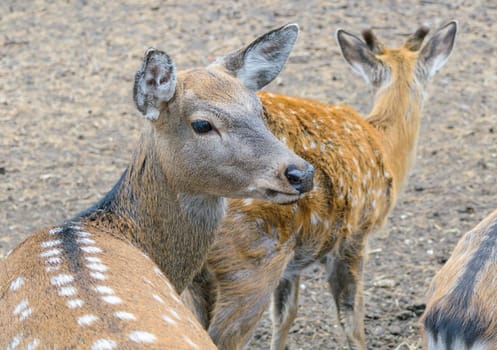 Head of roe close-up.