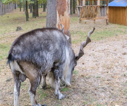 Horned goat (markhor, lat.