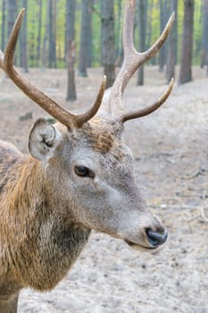 Head of a large deer with horns, who walks in the woods.