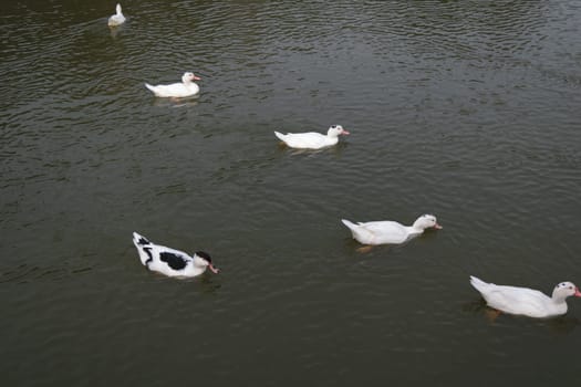 White mute swans swimming in dark water in a pond