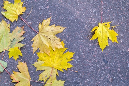 Yellow autumn maple leaves lie on the asphalt pavement.