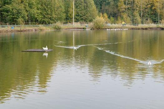 Mute swan (lat.: cygnus olor) swimming in a pond near the forest