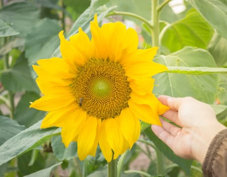 Beautiful sunflower plant on hand, stock photo