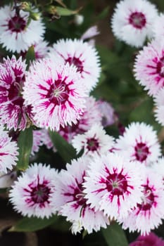 Pretty white flower blooming in the garden, stock photo