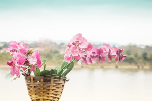 Pink orchid flower blooming beside the river scenery, stock photo