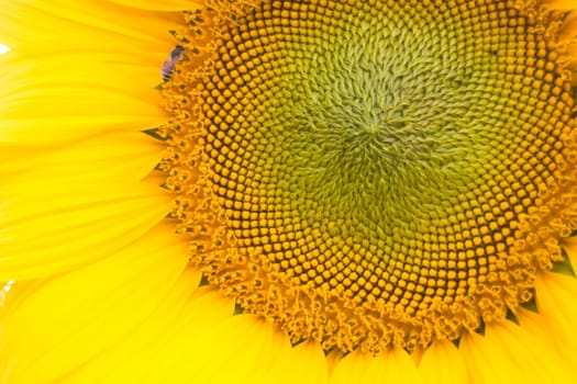 Beautiful sunflower pollen up close, stock photo