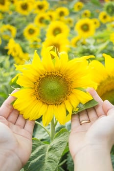 Beautiful sunflower plant on hand, stock photo