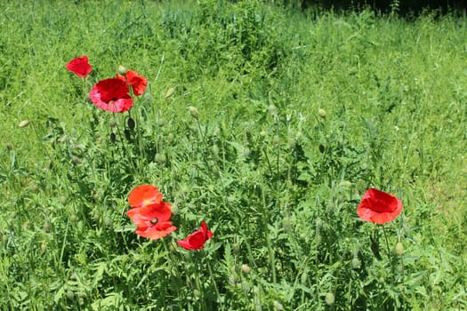 beautiful flowers of red poppy in the green bed