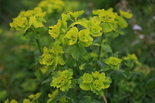 Very much beautiful wild flowers springtime background