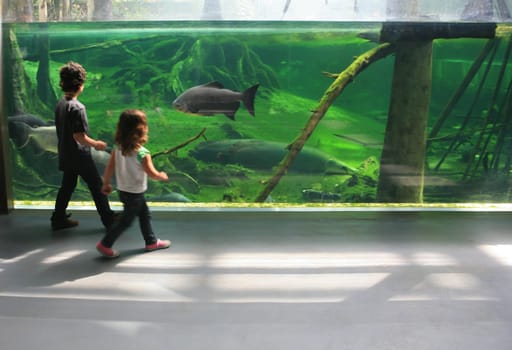 Children observing the fish of a tropical aquarium tank